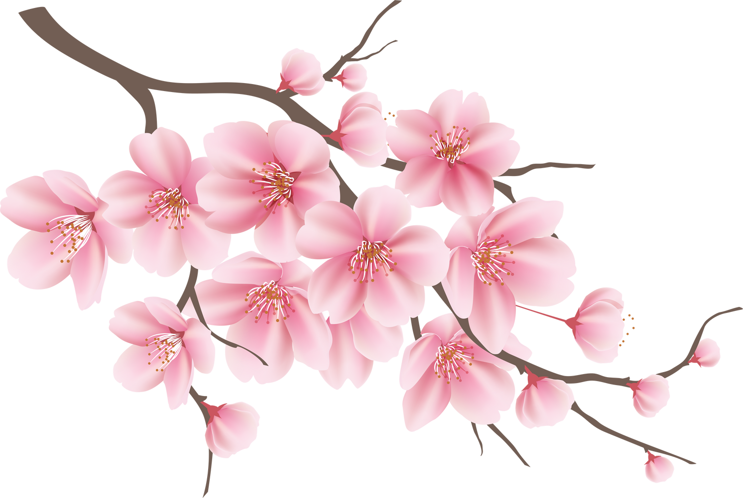 Japanese  cherry blossom flower